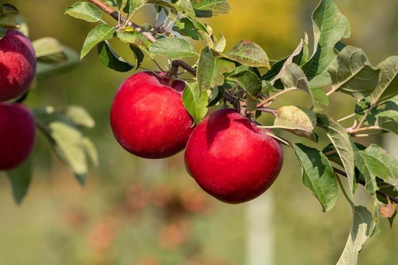 Honeycrisp Apples