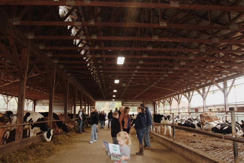 Meet Holstein and Jersey Cows Plus Baby Animals