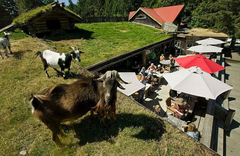 Marvel at the Famous Goats on the Roof