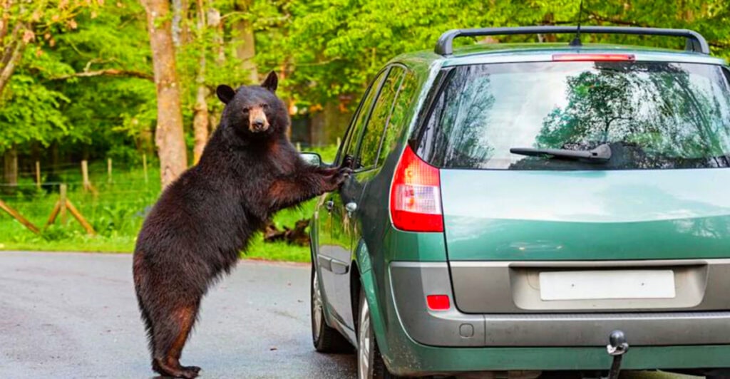 Why Feeding Bears in the Smokies Is a Recipe for Disaster – and Still Happens Too Often