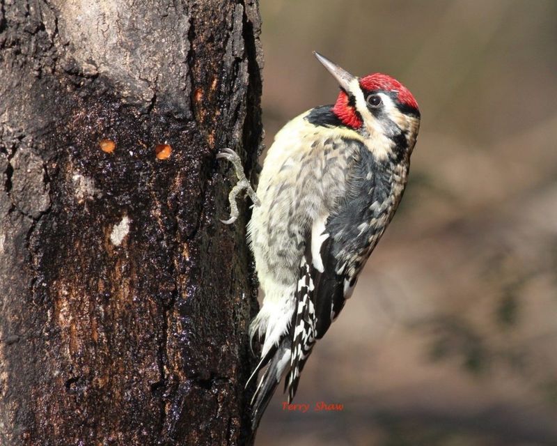 Birdwatchers Discover a Feathered Paradise