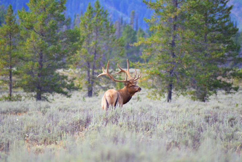 Caribou-Targhee National Forest