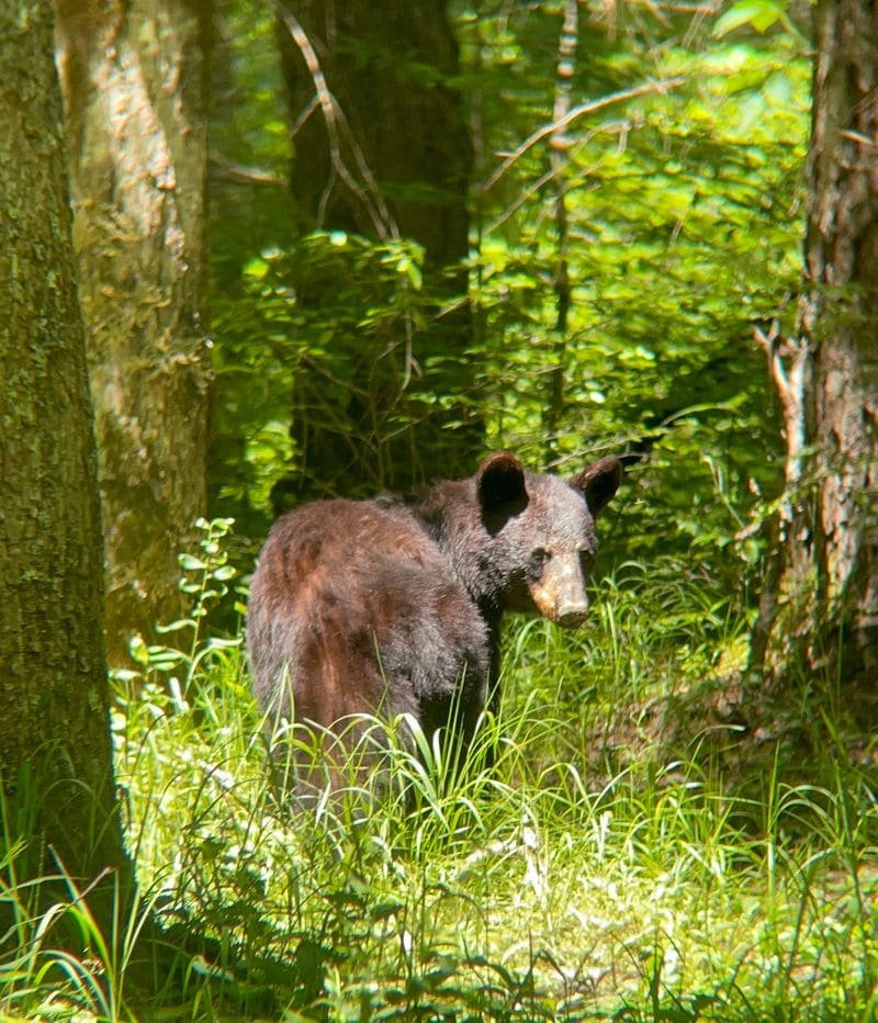 Great Smoky Mountains National Park (TN/NC)
