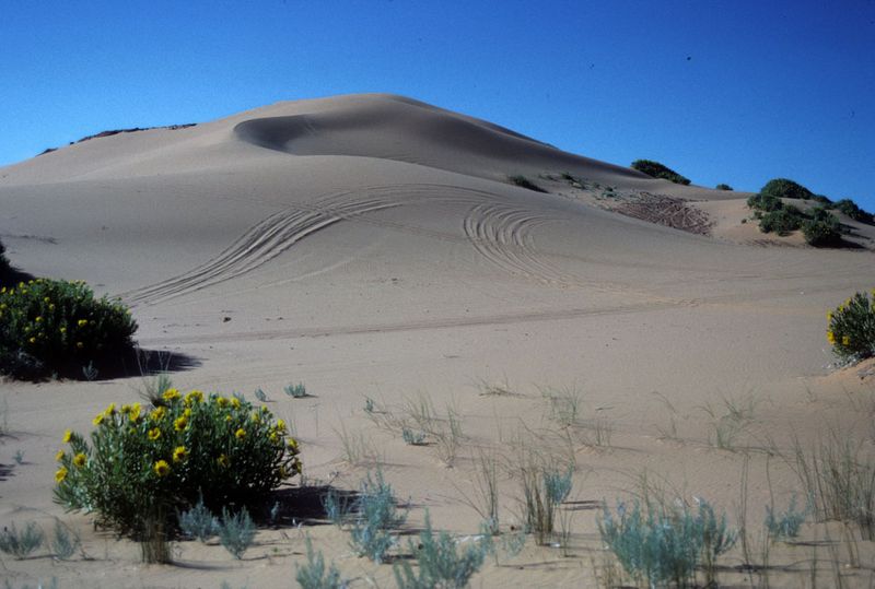 The Dunes Are Towering and Untamed