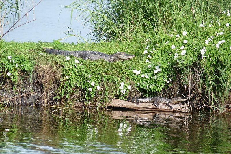 Lake Jesup, Florida