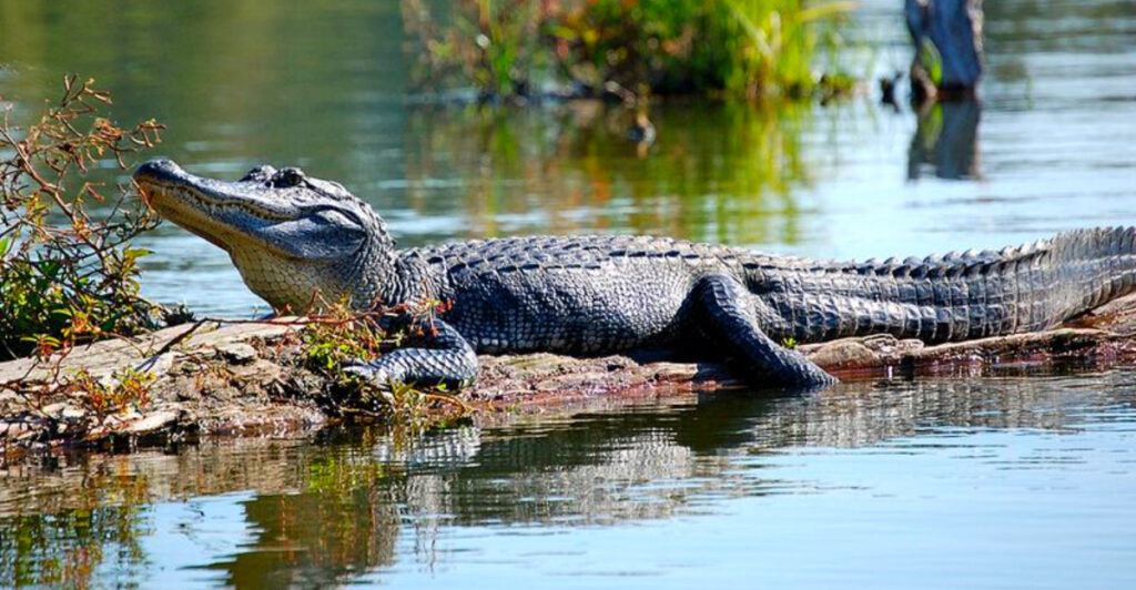 10 US Spots Locals Hope You Never Visit – The Most Alligator-Filled Destinations