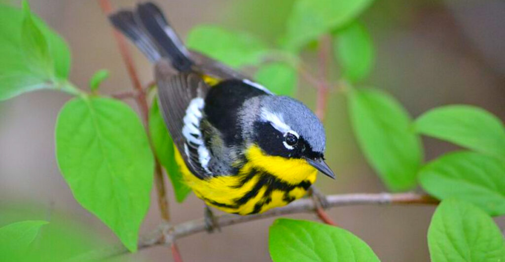 12 U.S. Bird-Watching Spots So Stunning You’ll Want to Grab Your Binoculars Right Now