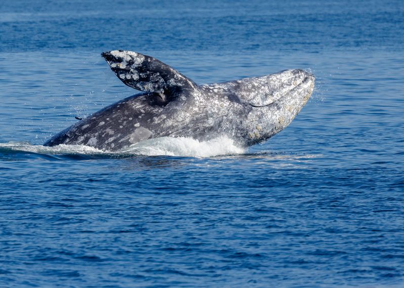 See the Gray-Whale Migration
