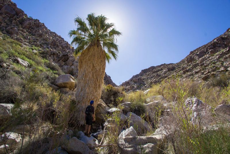 5. Wildlife Haven in the Desert