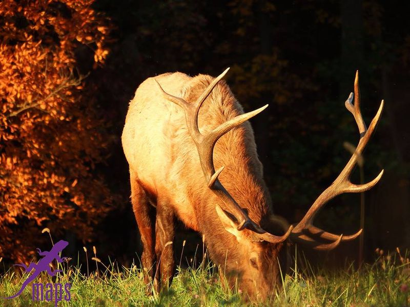 Quehanna Trail (PA) — Wild reds & golds in elk country