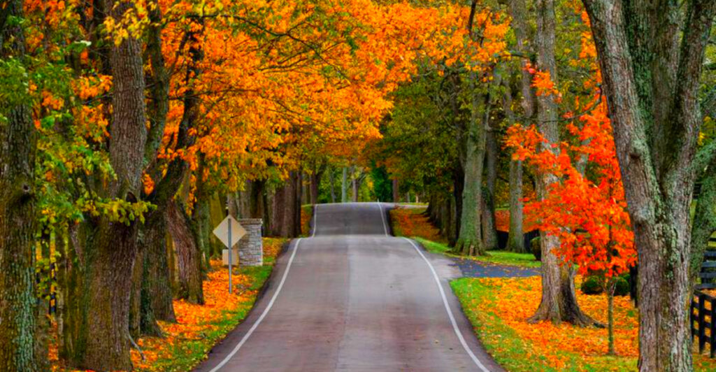 9 Scenic Kentucky Horse Country Drives You’ll Never Forget