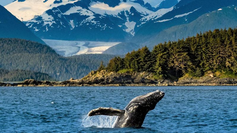World-Class Whale Watching