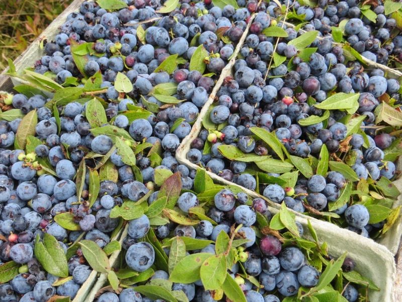The Star of the Show: Wild Maine Blueberries