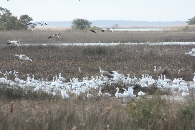 Serious Birding—Especially in Migration