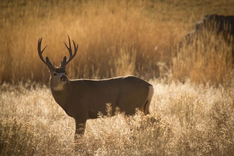 Wildlife Is Practically Your Neighbor