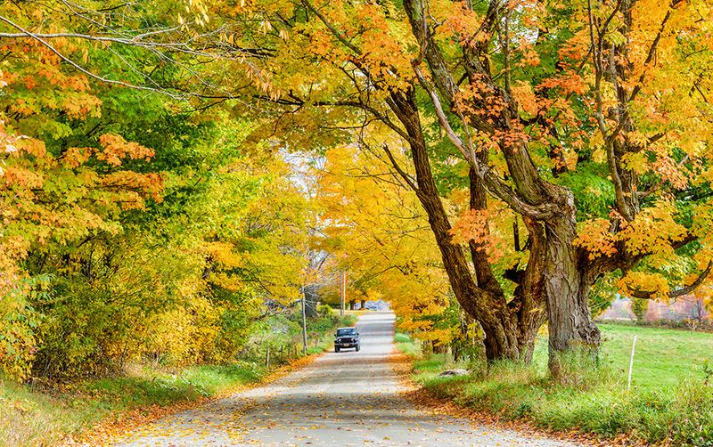 Fall Foliage Straight from a Painting