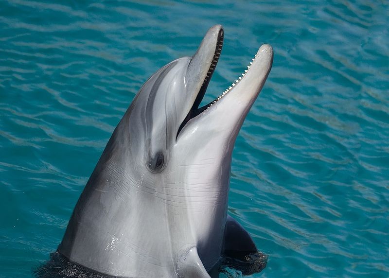 Frequent dolphin sightings—and tours to see them