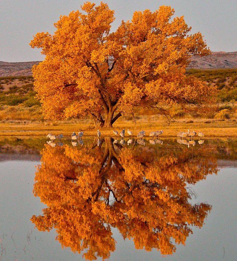 Bosque del Apache National Wildlife Refuge