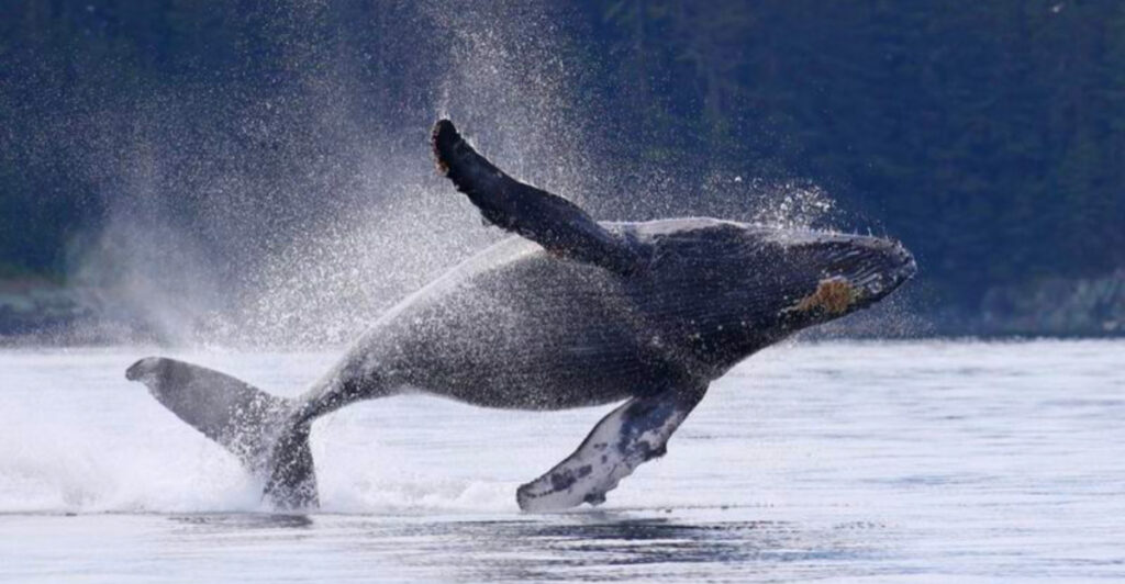 Alaska Made Simple: Whale-Watching, Tidewater Glaciers, and Public-Use Cabins