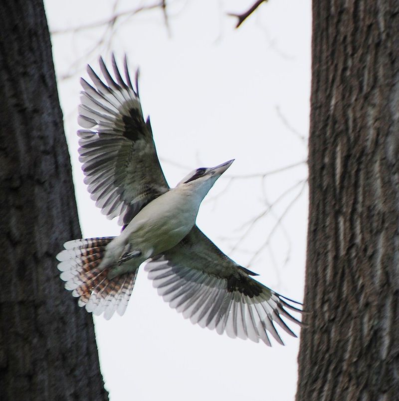 Kookaburra Wings®