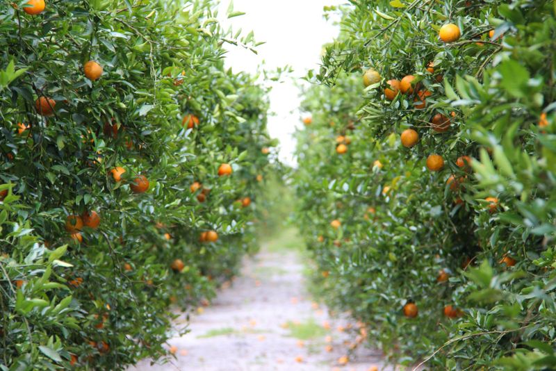 Fresh-Squeezed Florida Orange Juice