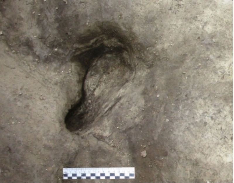 Germany's Oldest Human Tracks