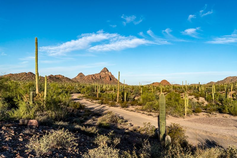 The Ajo Mountain Drive is a beloved scenic loop