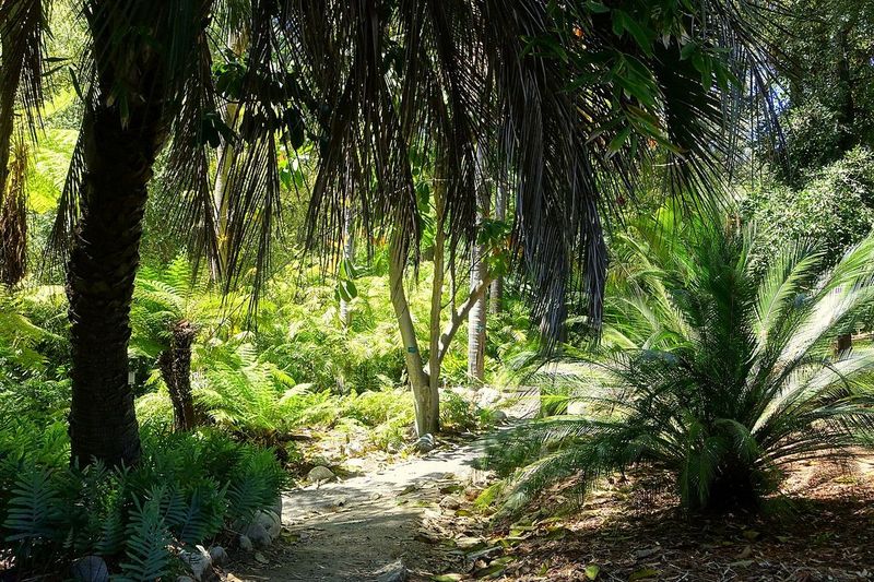 Mildred E. Mathias Botanical Garden (UCLA, Westwood)