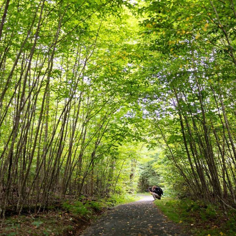 Limberlost Trail — Shenandoah National Park, Virginia (1.3-mile loop, fully accessible)