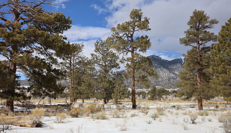 Indian Grove and Sand Ramp Trail Campsites