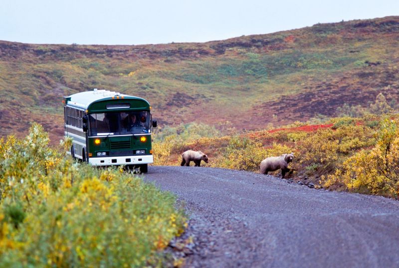 Denali expectations: road access is limited beyond mile ~43