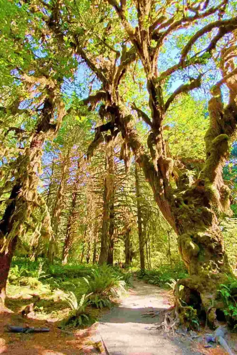 Hoh River Trail to Five-Mile Island — Olympic National Park, WA