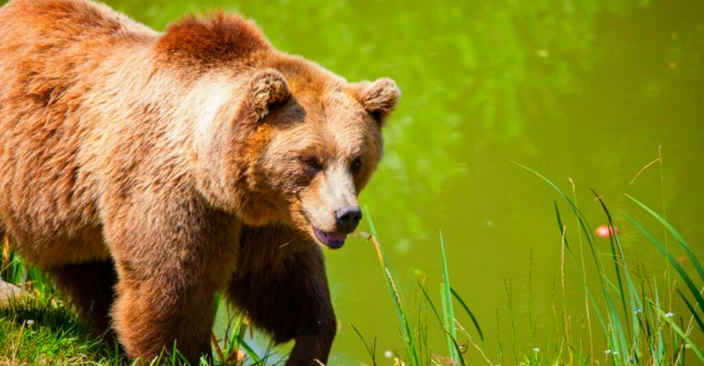 Bigger Than Yellowstone and Yosemite Combined – This Hidden National Park Is the Ultimate Bear-Watching Paradise