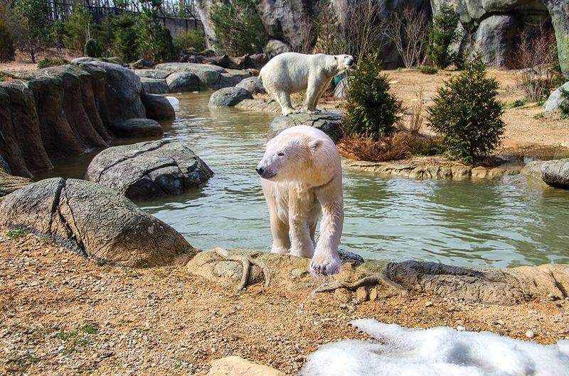 The world's largest natural-habitat zoo