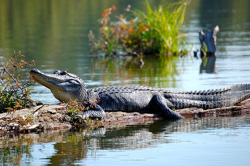 Lake Martin, Louisiana