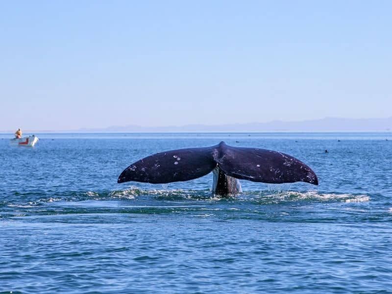 You Can Watch Whales Right From the Shore