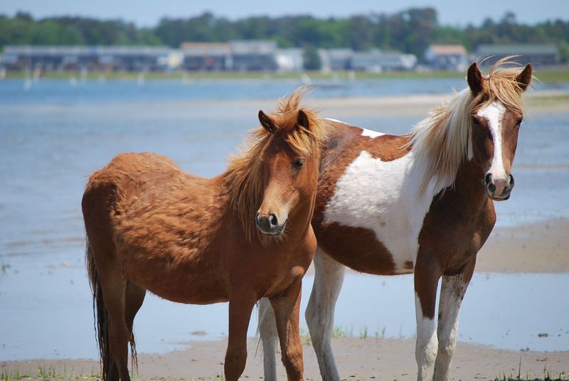 Chincoteague Island & Assateague