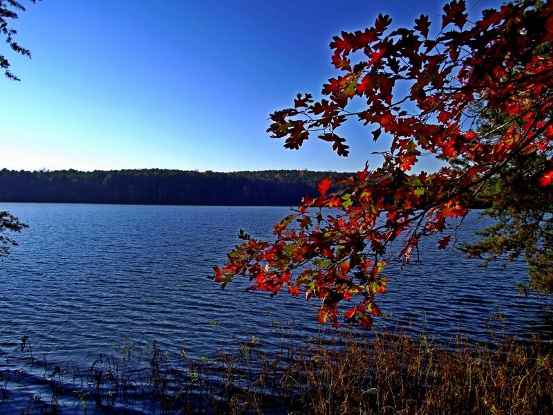 Uwharrie National Forest is our backyard