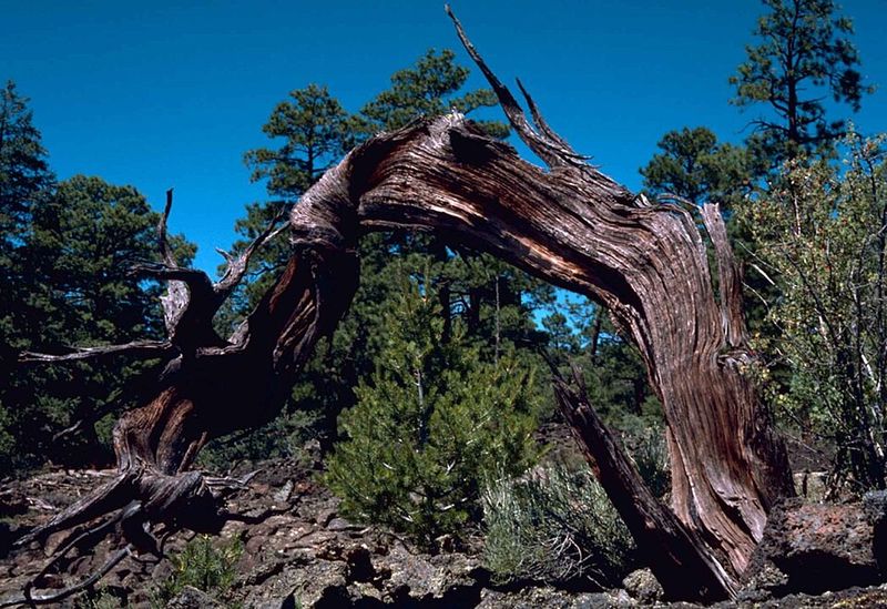 El Malpaís National Monument