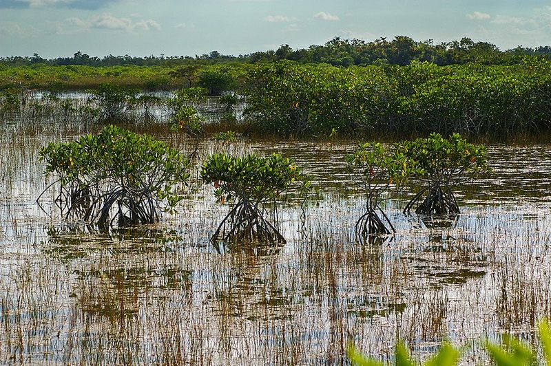 Everglades National Park, Florida