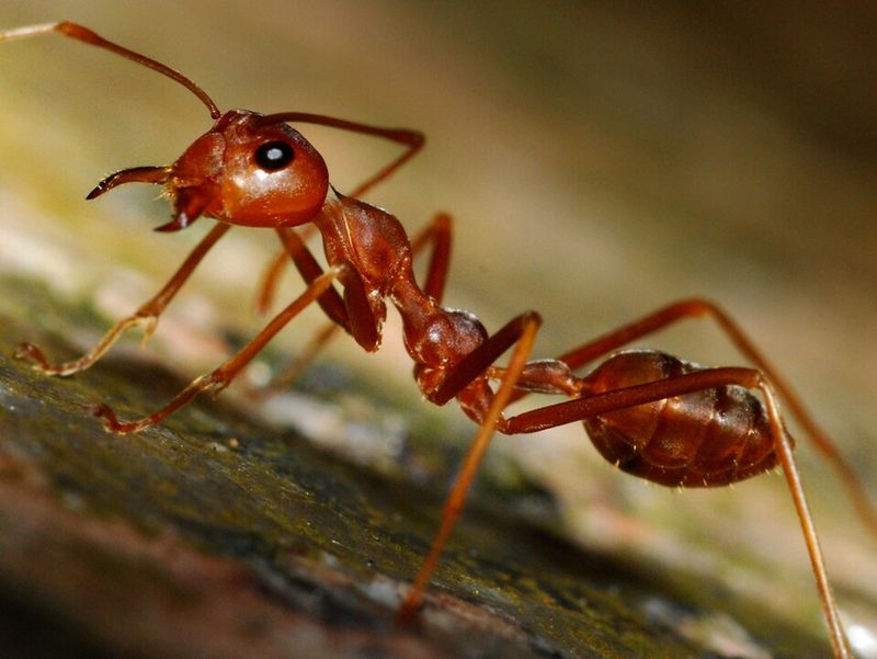 Fire Ants — Night Ants and Aggressive Stingers