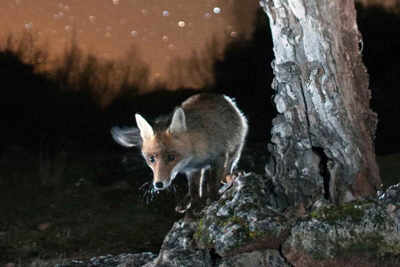 Wildlife Patterns Shift After Dark—Respect That