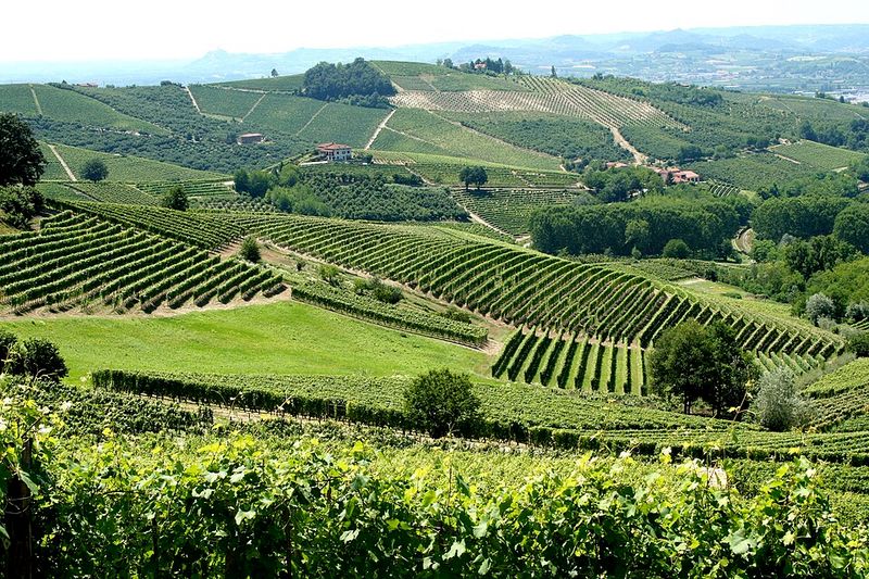 Langhe Hills in Piedmont
