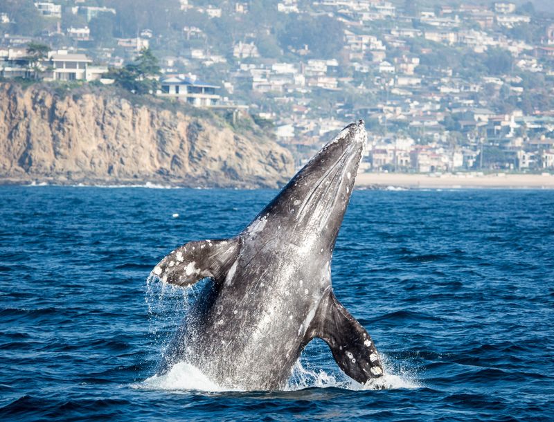 It Sits Right on a Prime Whale Migration Route
