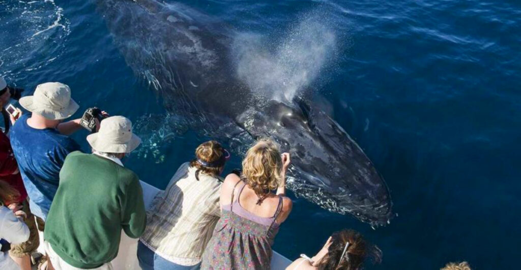 California’s Newport Beach Is One of the Best Places to Watch Whales Up Close