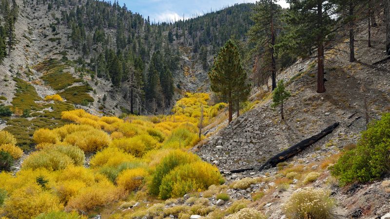 Discover California's Southernmost Aspen Grove
