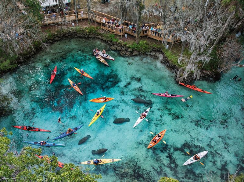 Crystal River and Three Sisters Springs – Manatee Magic