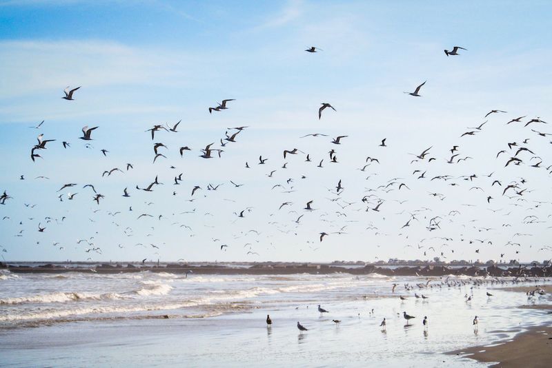 San José (San Jose) Island, Texas (via Port Aransas ferry)