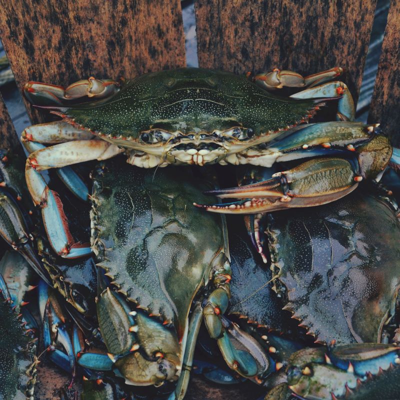 Giant Crab Seafood Restaurant (Myrtle Beach)