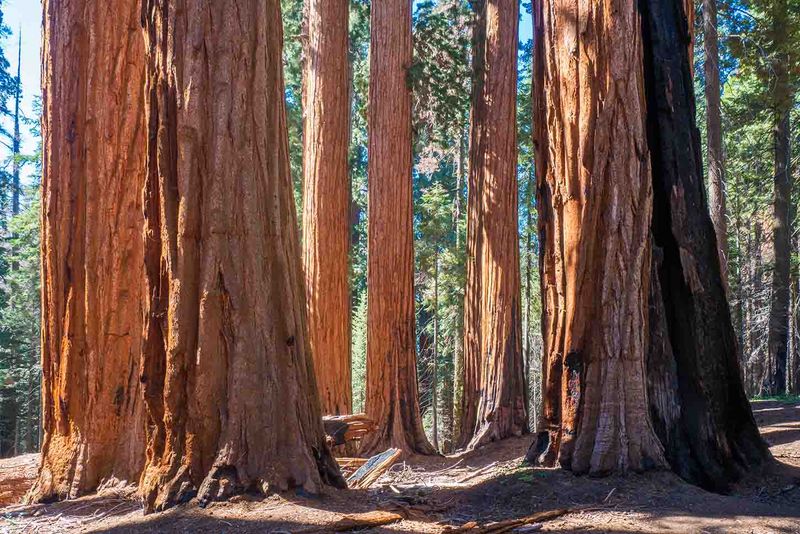 Muir Grove — Sequoia NP, CA